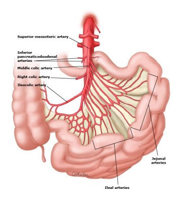 소장의 해부학(Anatomy of Small Intestine)