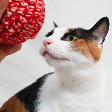 고양이 마따따비 장난감 핫한 레드캣볼