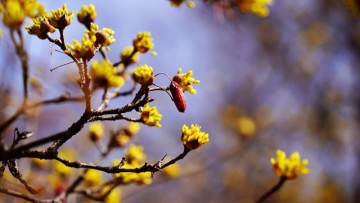 3월 서울 봄에 가볼만한곳 올림픽공원 나홀로나무, 봄 나들이 명소 산수유 꽃 구경