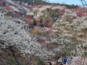 봄소식의 전령사 광양 매화마을 매화꽃