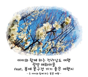 전남 광양 매화마을  feat. 봄에 꽃구경 가기 좋은 여행지