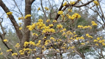 봄꽃 산수유 나무 꽃 개화시기 꽃말 효능 (구례산수유마을)