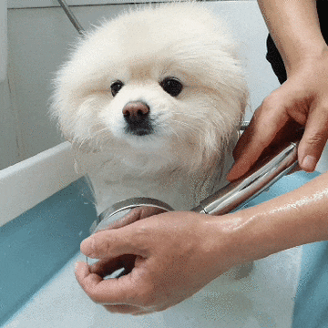 강아지목욕시기 주의사항과 목욕방법 털 관리법 놓치지마세요