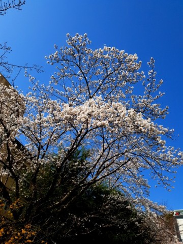4월의꽂 벚꽃 ,  부산벚꽃 시즌 시작되다 !
