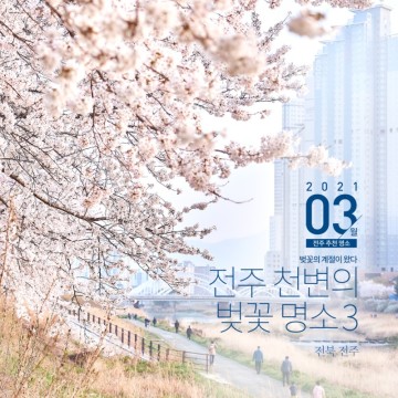 [전북 전주] 벚꽃의 계절이 왔다, 전주 천변의 벚꽃 추천 명소 3