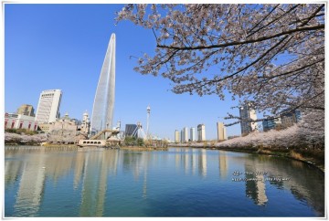 2022 서울 벚꽃 개화시기 벚꽃명소