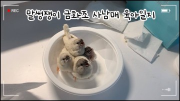 [애완동물] 말썽쟁이 아기 금화조 사남매 육아일지
