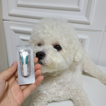 강아지 진드기 예방을 위한 애견 진드기약, 애드보킷 심장사상충 약(개진드기약 구충제)