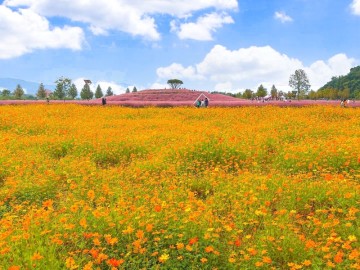경남 합천 신소양체육공원 핑크뮬리 가을 꽃구경