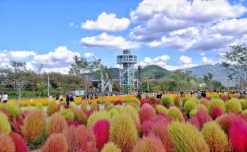 양산 황산공원 피크닉 댑싸리 군락지 가을여행