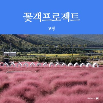 [고창 여행] 핑크뮬리 축제 명소 꽃객프로젝트