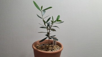 고흐가 사랑한 올리브나무키우기 프란토이오 올리브나무 How to Grow Frantoio Olive Tree