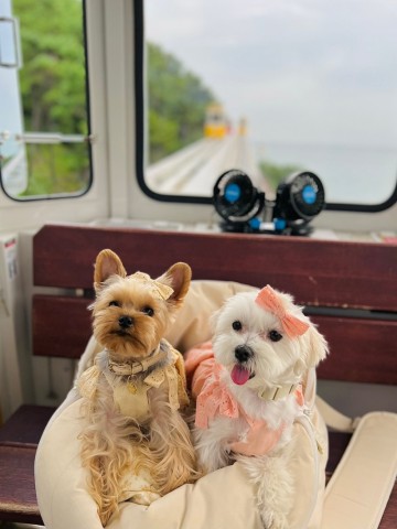 강아지 부산 애견동반 여행, 해운대 블루라인파크 해변열차 스카이캡슐