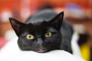 검은 고양이 봄베이 고양이 종류 개냥이 성격 기본정보
