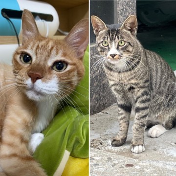 고등어태비, 치즈태비 코리안 숏헤어 고양이 종류 성격과 특징
