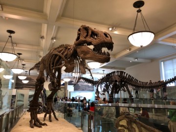 뉴욕 2일차 - 자연사박물관 American Museum of Natural History (2018년 5월)