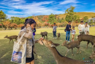 오사카 여행 가볼만한곳 나라사슴공원 색다른 경험