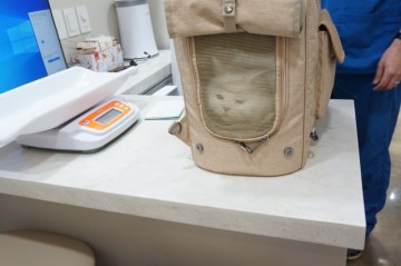 고양이친화병원 성북구동물병원에서 노묘 고양이건강검진하고 온 후기