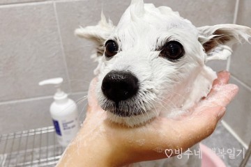 강아지 목욕 주기 애견 피부 상태 체크해봐요.