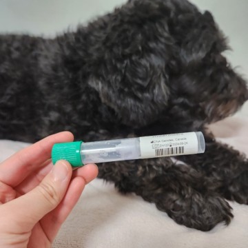 강아지유전자검사 - EMBARK DNA검사 준비하기 (#1 해외배송)
