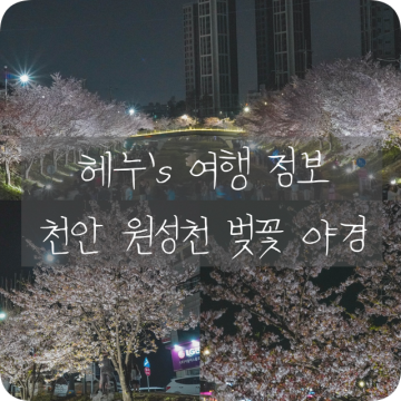 천안 원성천 벚꽃 야경 이번주가 마지막 벚꽃