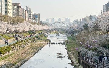 봄꽃구경하러 거닐어본 불광천 (feat. 벚꽃축제기간)