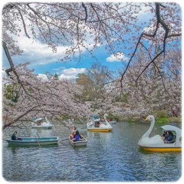오리배가 바로 옆에 떠다니는 도쿄의 벚꽃명소 이노카시라 공원