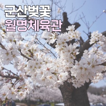 군산 벚꽃 명소 월명체육관 개화상황 만개 (4월 1일 기준)