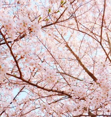 인천 벚꽃 명소: 인천 벚꽃 개화시기 벚꽃축제 나들이 가기 좋은곳 best4 (+ 밤벚꽃 명소)