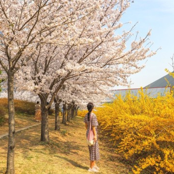 인천 송도 벚꽃 센트럴파크 4월3일 실시간! 주차장, 벚꽃 포토존 위치