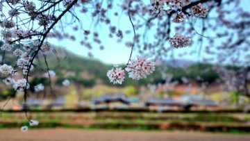 하동 벚꽃십리길 "하동의 찬란한 봄은 내년에 다시"