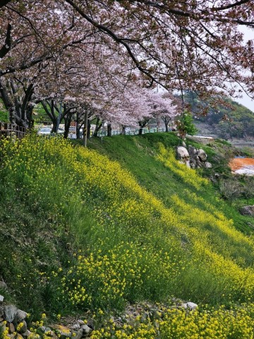 남해 다랭이마을 해안도로 유채꽃 4월 풍경 지금 여기