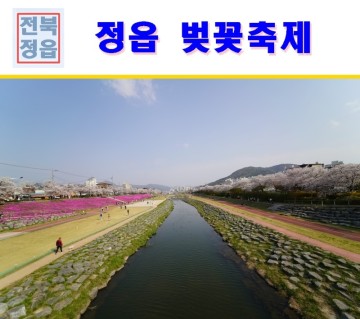 전북 봄축제 벚꽃여행 정읍 벚꽃축제 국내관광지 정읍천벚꽃길