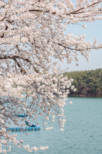 군산 벚꽃야시장 은파호수공원 벚꽃축제! 주말, 평일 방문후기 파전 웨이팅 정보
