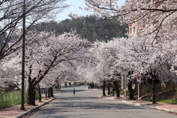 우연히 만난 벚꽃 충남 아산 아산온천, 스파비스 근처 벚꽃 이야기