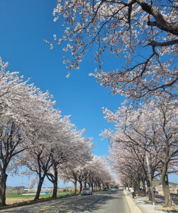 봄나들이 벚꽃명소 양양 남대천 벚꽃길 강아지랑 갈만한 곳