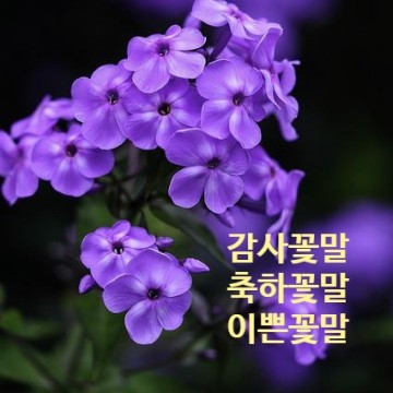 감사 축하 꽃말 / 이쁜 꽃말모음 총정리~