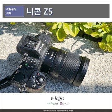 니콘 풀프레임 미러리스 카메라 Z5, 봄의 색깔을 담아보자