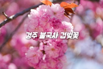 경주 불국사 겹벚꽃 명소 개화시기 실시간 상황