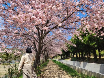 겹벚꽃 명소 파스텔 핑크라 더 예쁜 경주 숲머리길 벚꽃길
