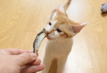 고양이가 좋아하는 음식 7가지!