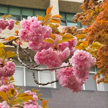 충주 겹벚꽃 명소, 충주 건국대학교 겹벚꽃 스팟 정리 (23년 4월 18일 촬영)