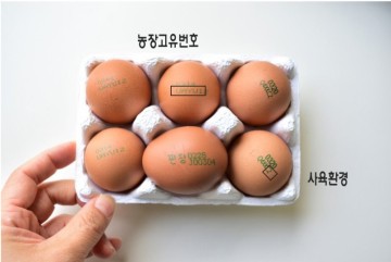 재미있는 계란숫자 밥솥에 계란 구워봄