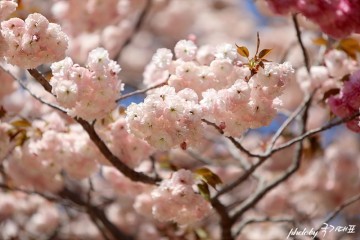 서산 개심사 왕벚꽃,청벚꽃,겹벚꽃 봄나들이