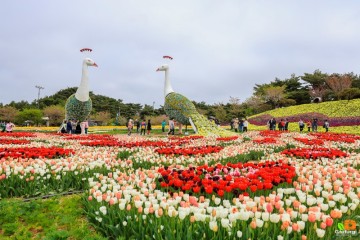 태안 가볼만한곳 안면도 코리아플라워파크 공원 태안 세계 튤립축제 꽃박람회