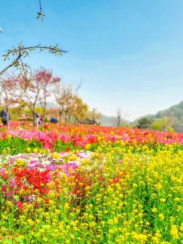 전북 5월 꽃구경 여행 임실 요산공원 가볼만한곳