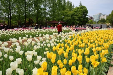2023 고양 꽃박람회 일산호수공원 튤립 봄꽃축제