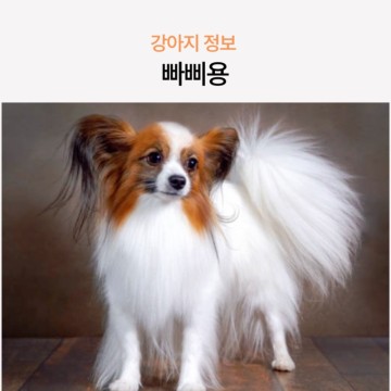 귀여운 강아지 소형견 빠삐용 생김새와 특징, 수명은? (f. 파피용 포토)