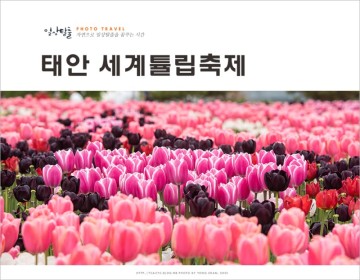 안면도 여행 코스 태안 튤립축제 세계 튤립 꽃박람회 코리아플라워 파크 튤립 공원 꽃축제