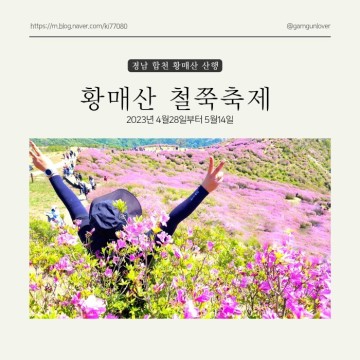 경남 합천 황매산 (feat.철쭉축제, 실시간 개화율)
